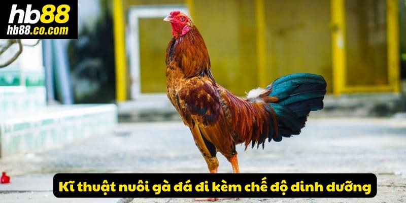 Kĩ thuật nuôi gà đá với chế độ dinh dưỡng nghiêm ngặt