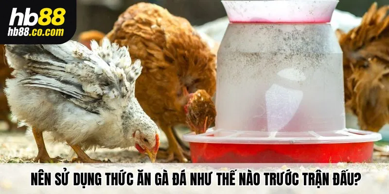 Nên sử dụng thức ăn gà đá như thế nào trước trận đấu?