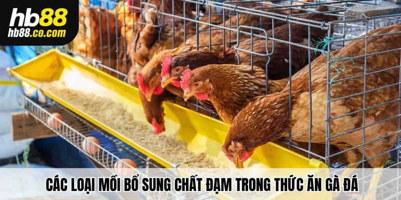 Các loại mồi bổ sung chất đạm trong thức ăn gà đá