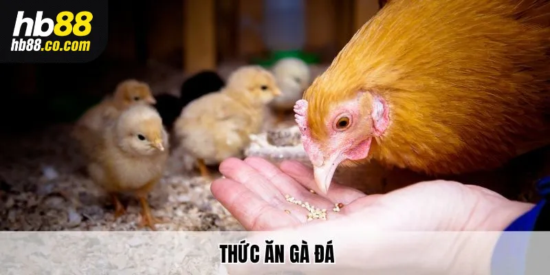 Hb88 Tổng Hợp Các Loại Thức Ăn Gà Đá Sư Kê Cần Nắm Vững