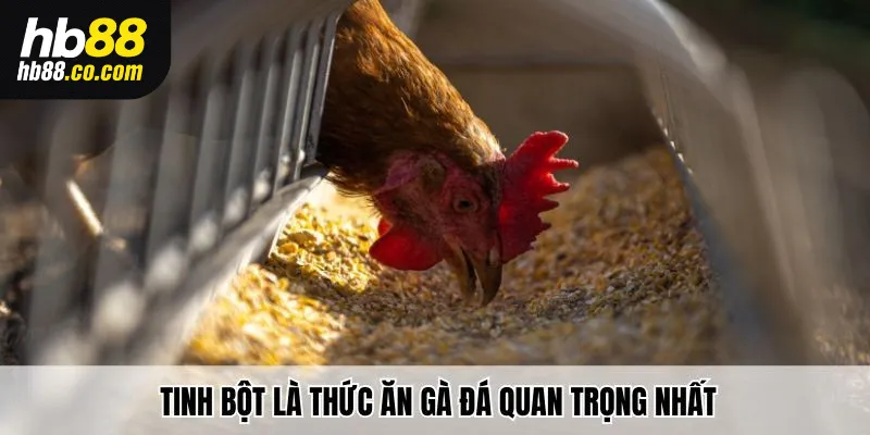 Tinh bột là thức ăn gà đá quan trọng nhất