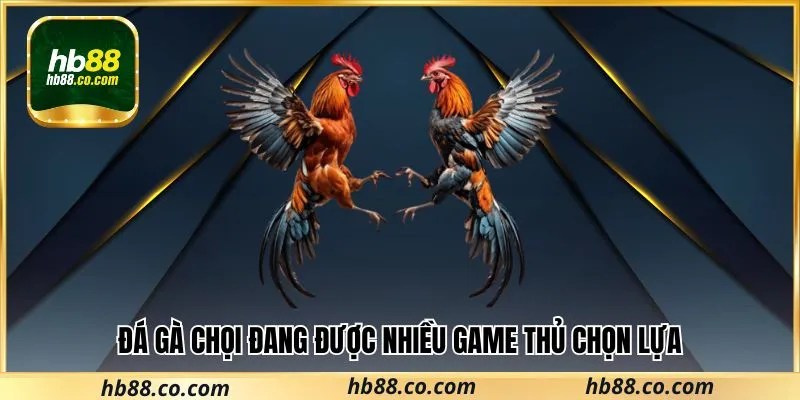 Đá gà chọi đang được nhiều game thủ chọn lựa
